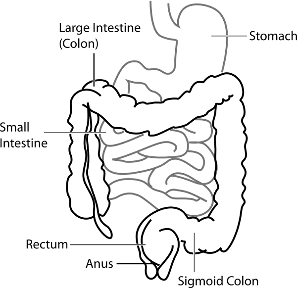 Digestion