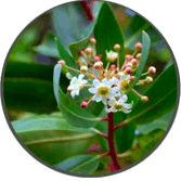 Catuaba Bark Extract