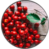 Hawthorn Berry